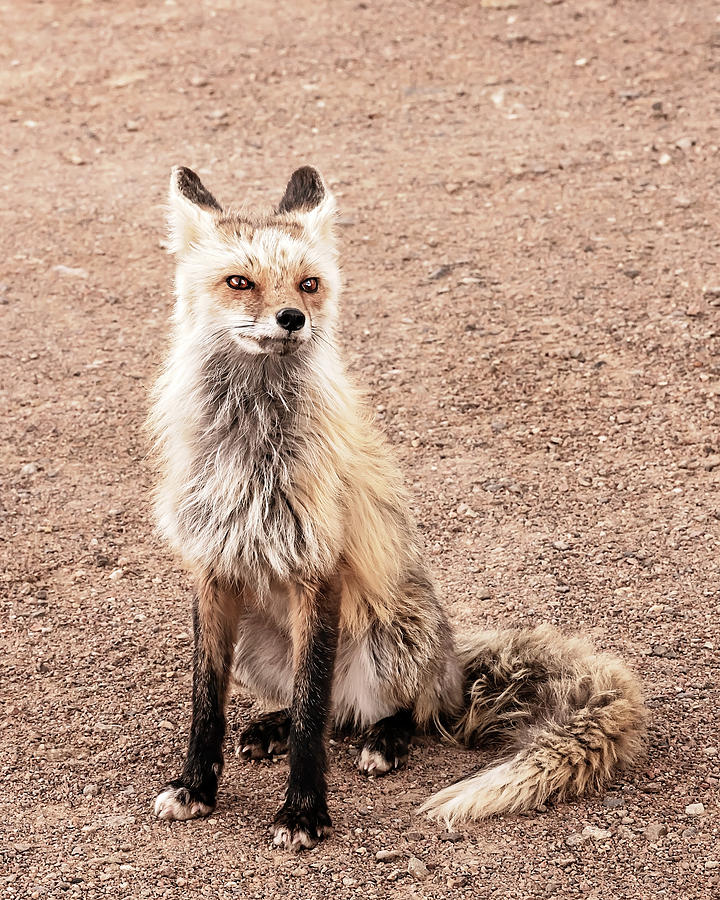 Hello Fox #3 Photograph by Travis Rogers