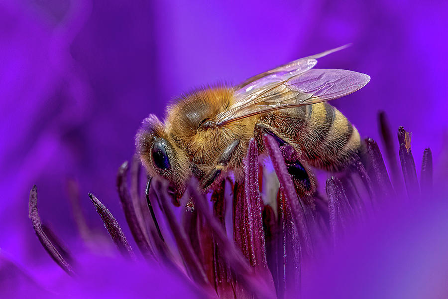 Honey Bee On Clematis Photograph By Timothy Anable - Fine Art America