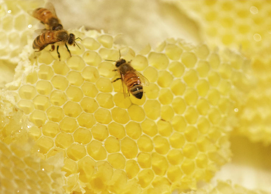 Nature Photograph - 3 Honey Bees on Honey Comb by Iris Richardson