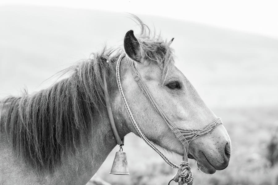 Animal Photograph - Horse  #3 by Bess Hamiti