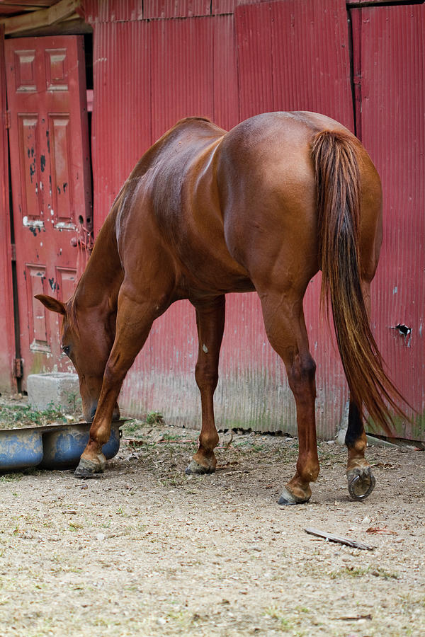 Horse Sense #3 Photograph by Kathy Clark