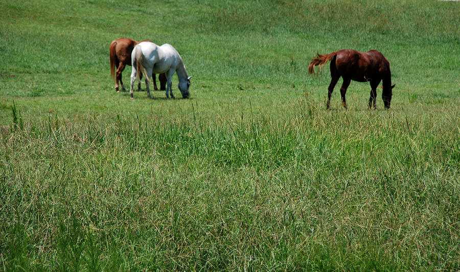 Horses Graze #3 Photograph by Kenny Glover