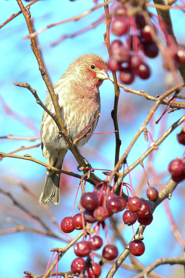 House Finch #3 Photograph by Brook Burling