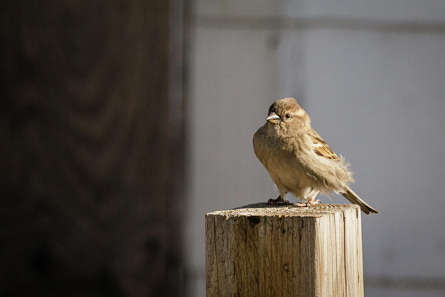 House Sparrow on a fence post #3 Photograph by SAURAVphoto Online Store