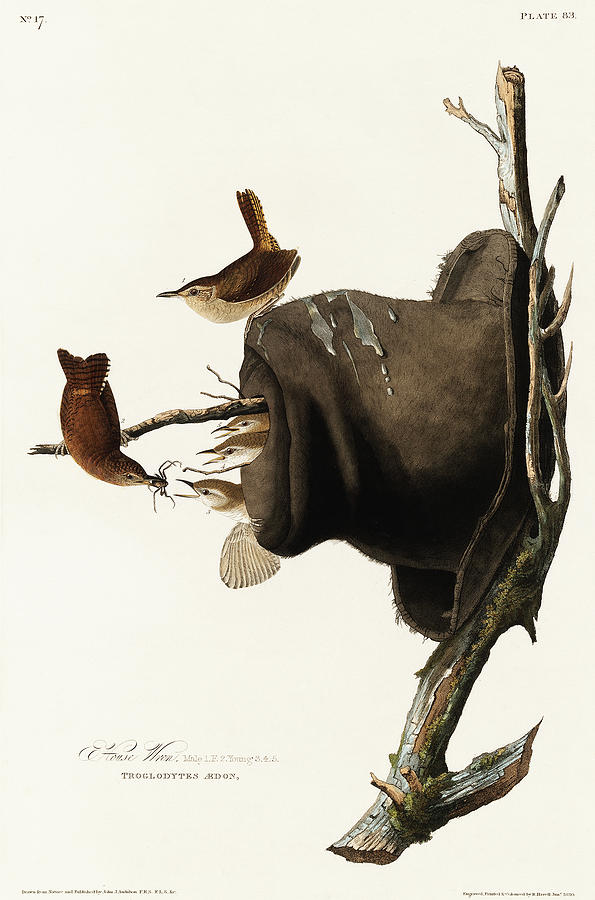 House Wren Drawing by John James Audubon - Fine Art America