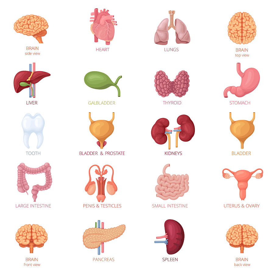 Human Internal Organs Icon Set #3 Drawing by AlonzoDesign