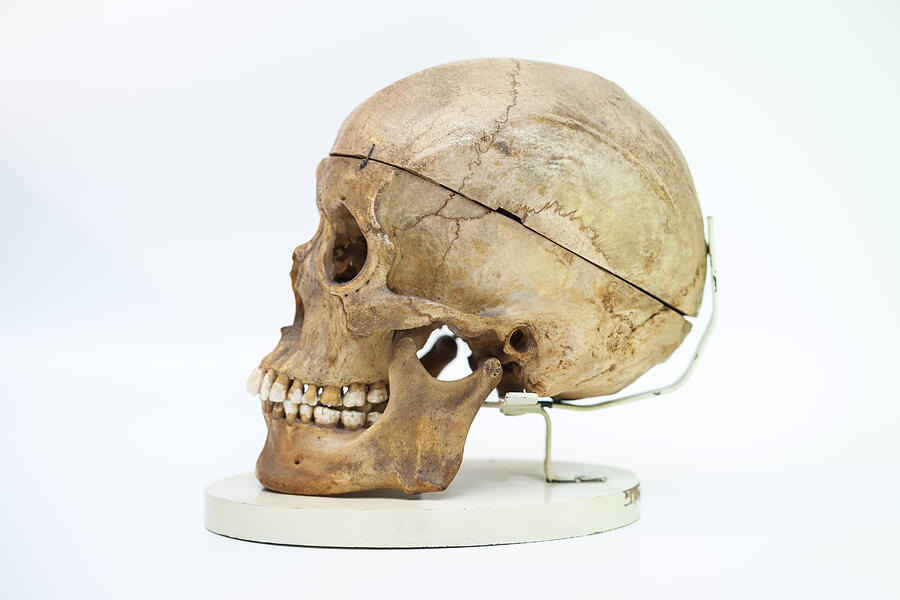 Human skull #3 Photograph by Drbouz