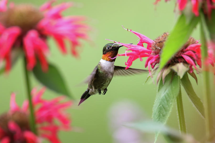 Hummingbird #3 Photograph by Brook Burling