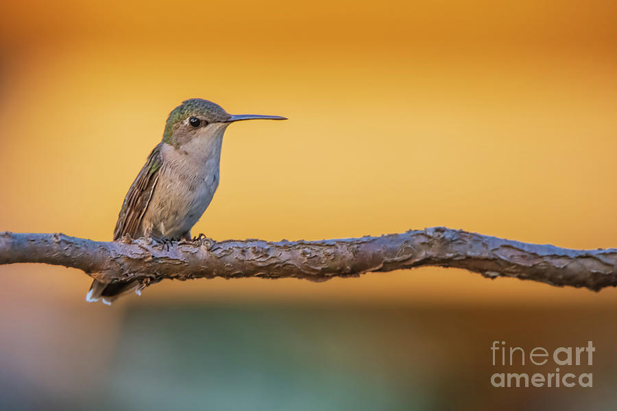 Hummingbird Photograph - Hummingbird by Gaby Swanson Hummingbird Photograph - Hummingbird by Gaby Swanson