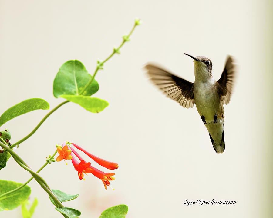 Hummingbird #3 Photograph by Jeffrey PERKINS