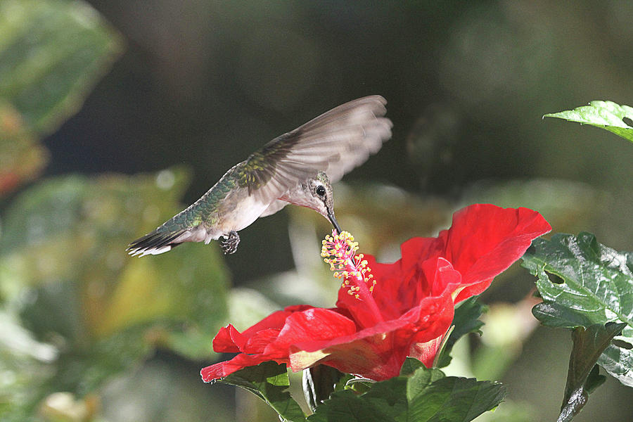 Hummingbird on Red Hibiscus #3 Photograph by Robert Camp
