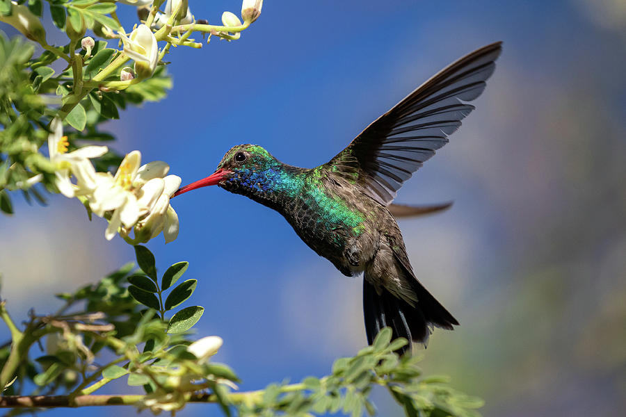 Hummingbird Photography - Colibri - Broad-Billed Hummingbird #3 Photograph by Nedim Slijepcevic