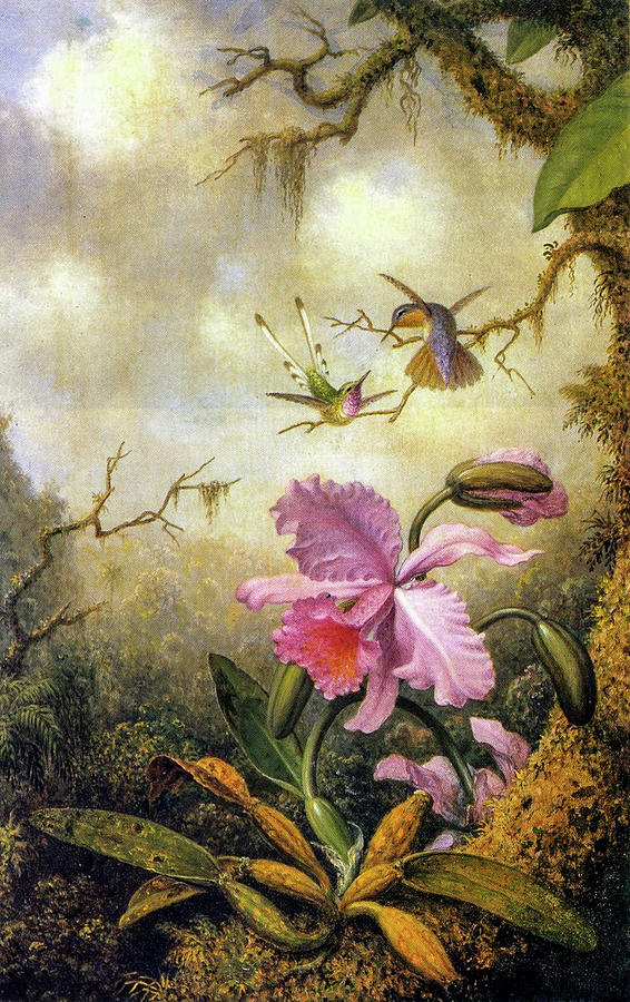 Hummingbirds and Orchids Painting by Martin Johnson Heade