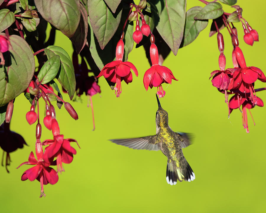 Hummingbirds #3 Photograph by Jeffrey PERKINS