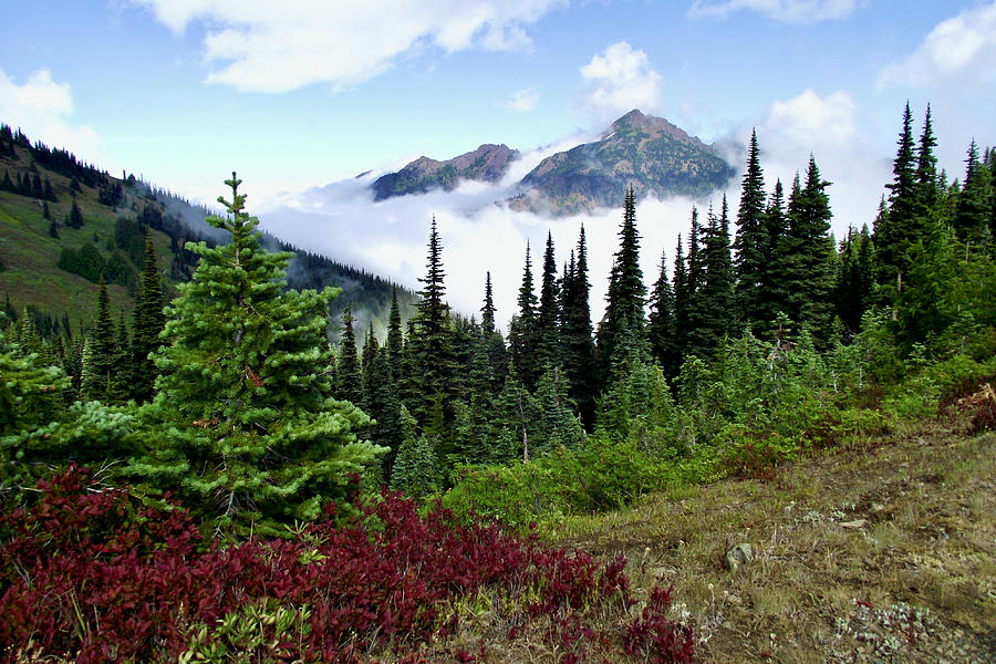 Hurricane HIll Trail, Olympic National Park, Washington #1 Photograph by Ruth Hager