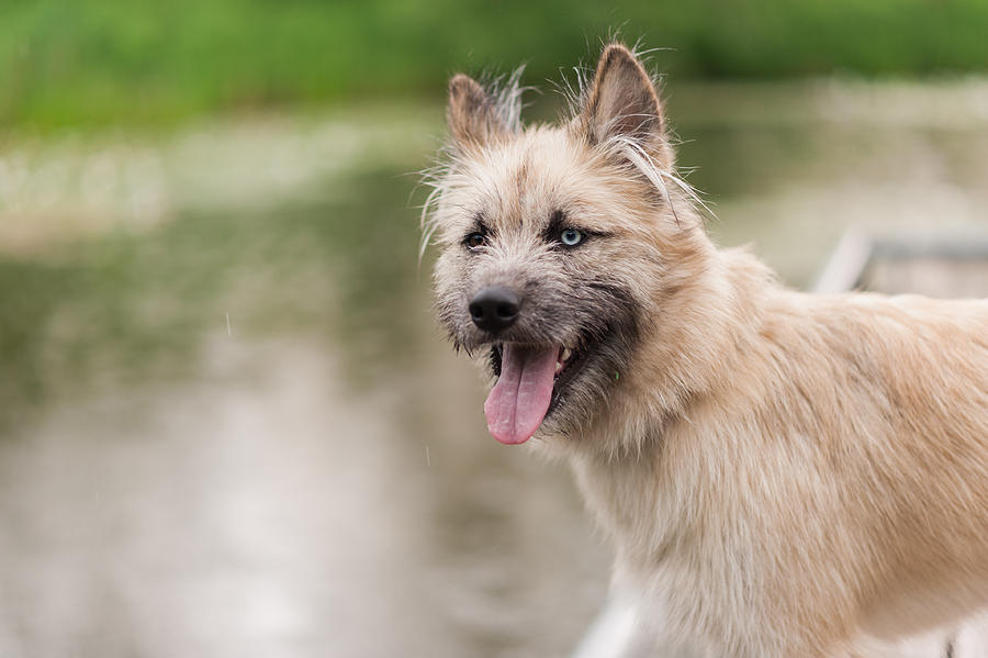 Husky and Irish Wolfhound mix dog sitting on a dock by the water while on a walk in the park. Young mutt has a gleeful expression on his face. #3 Photograph by Oleksandra Korobova