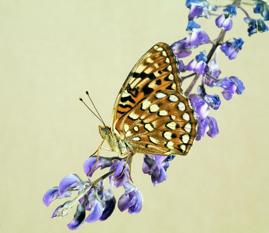 Hydaspe Fritillary Butterfly #3 Photograph by Buddy Mays