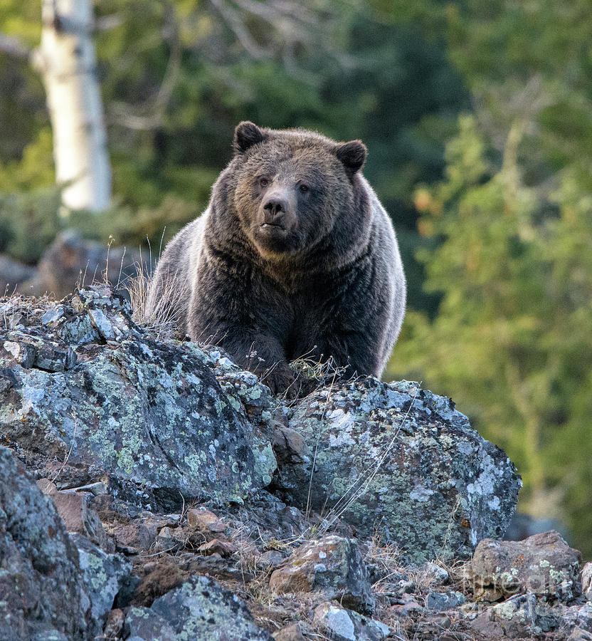 Ice Box Canyon Grizzly #3 Photograph by Patrick Nowotny