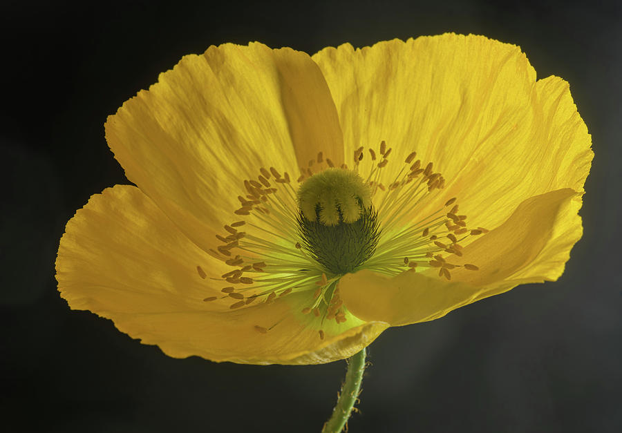 Iceland Poppy Champagne Bubbles Papaver Nudicaule Photograph By Bill