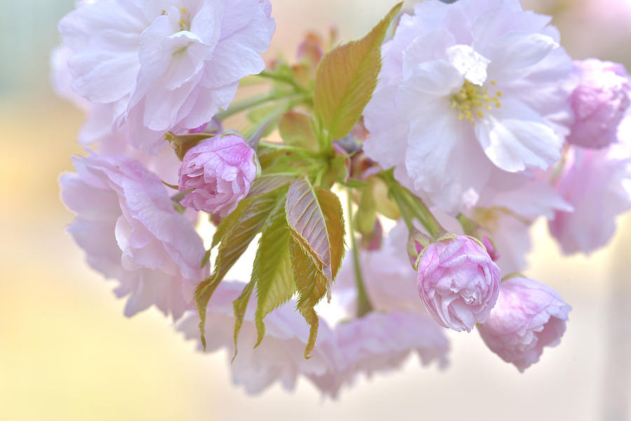 Ichiyo Flowering Cherry #3 Photograph by Sorane-naoko