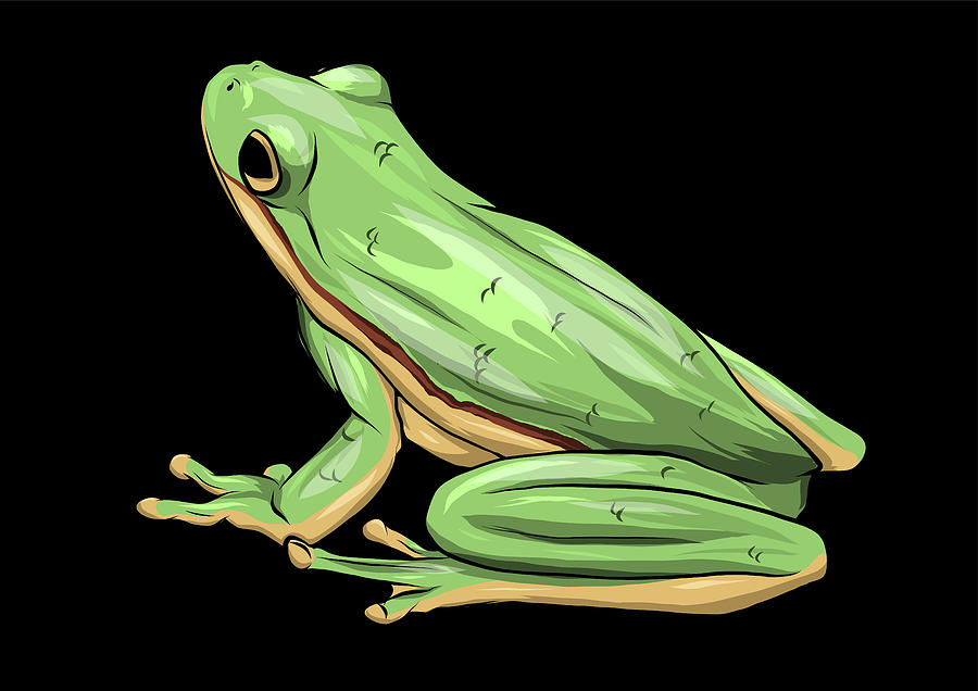 illustration a cartoon Green Frog drawing vector Digital Art by Dean  Zangirolami - Fine Art America