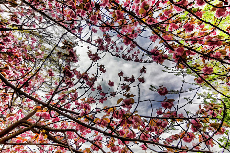 Impressionist Cherry Blossoms Photograph