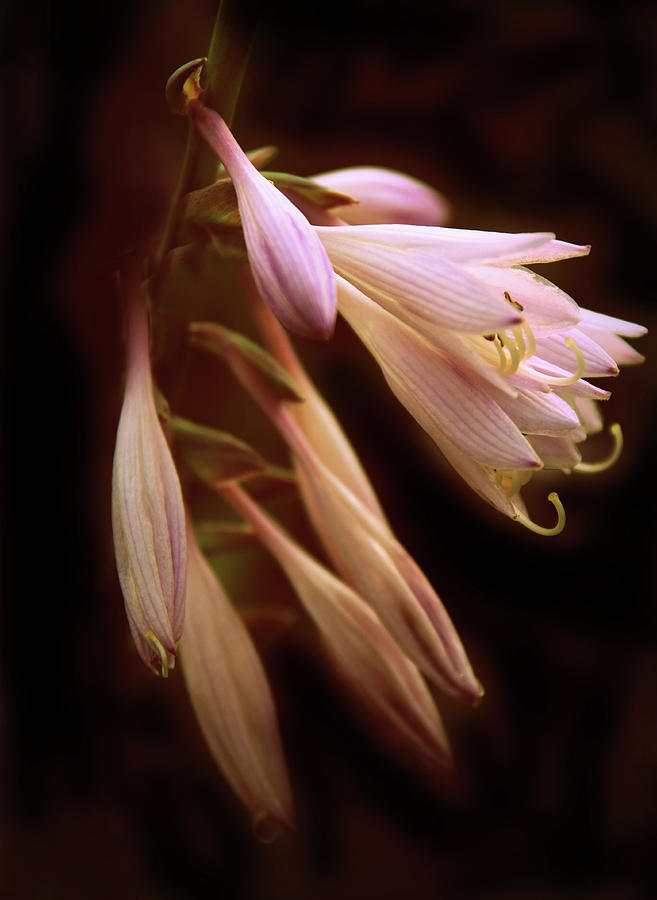 Flower Photograph - Incandescent Hosta by Jessica Jenney
