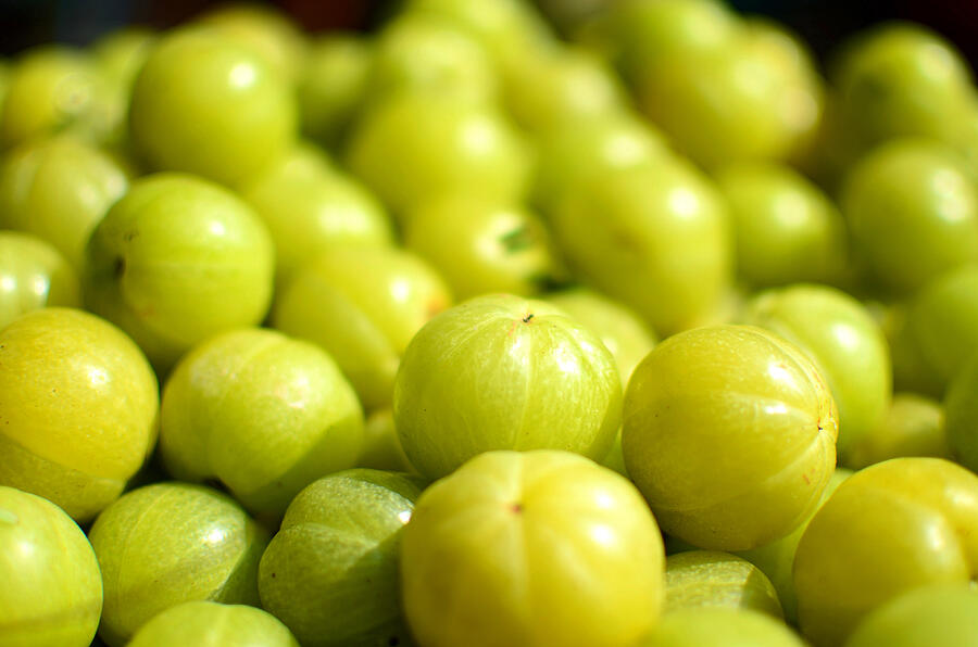 Indian Gooseberry, Amla (Emblica Officinalis Loca) Herbal Medicinal Fruit, India. #3 Photograph by Anand Purohit