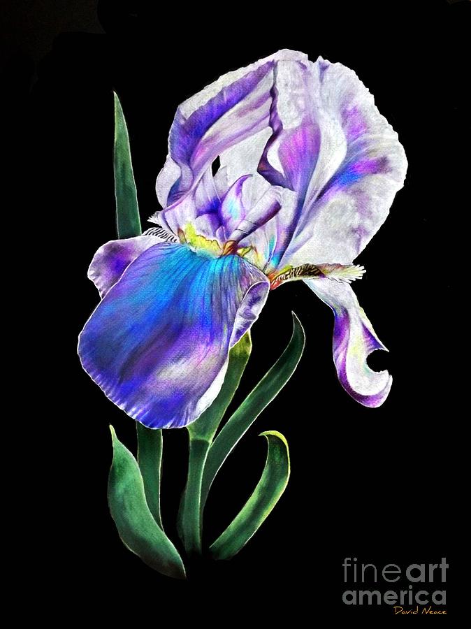 Iris Drawing by David Neace