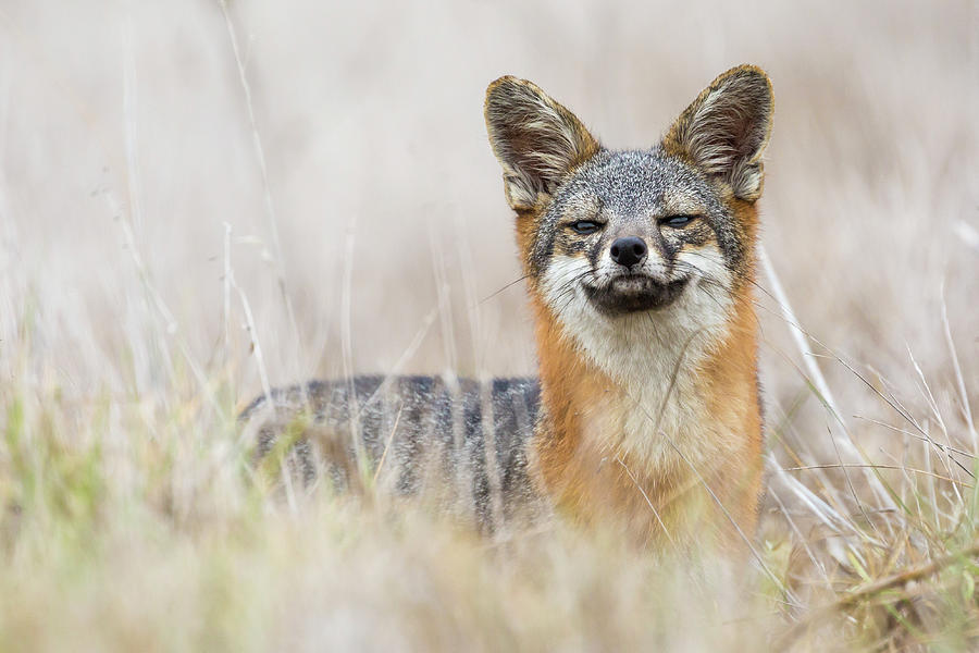 Island Fox Channel Islands National Park Photograph By Patrick Barron