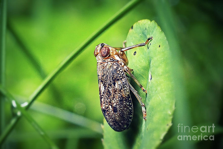 Issus coleoptratus Planthopper Insect Photograph by Frank Ramspott ...