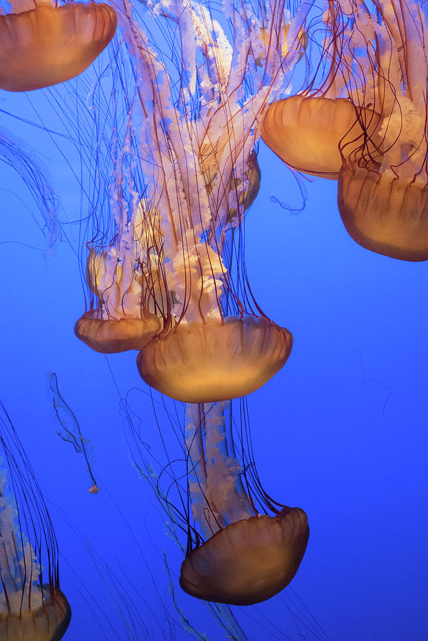 Jelly Fish Swarm #3 Photograph by Mike Fusaro