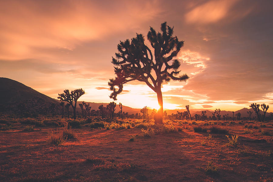 Joshua Trees in Stormy Spring Sunset #3 Photograph by RichVintage