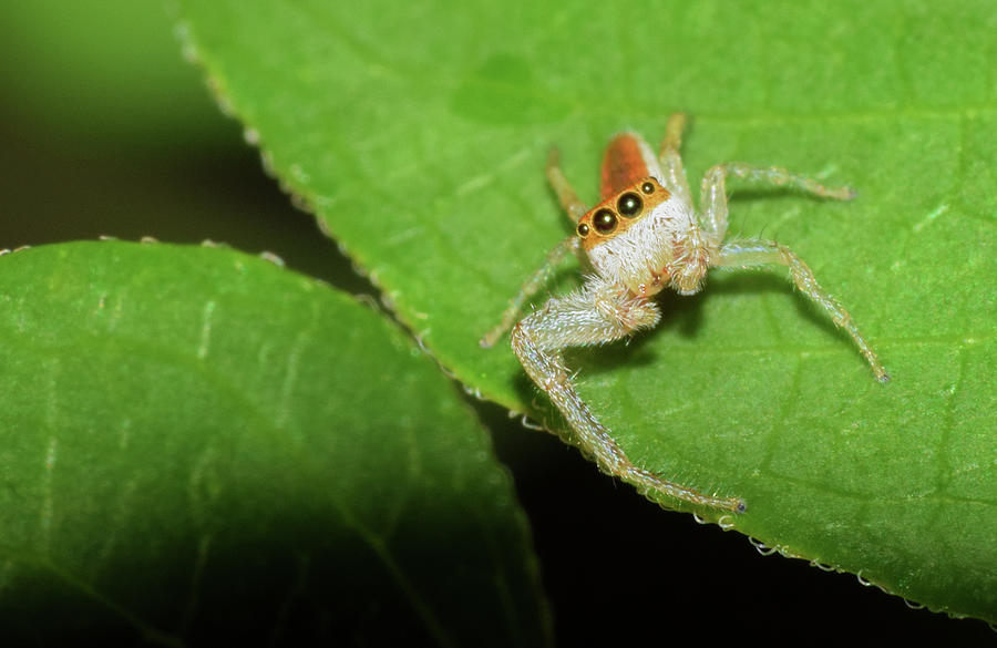 Jumping Spider #3 Photograph by Larah McElroy