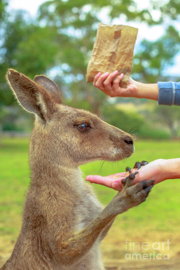 Kangaroo Eating From Hand #3 Photograph by Benny Marty