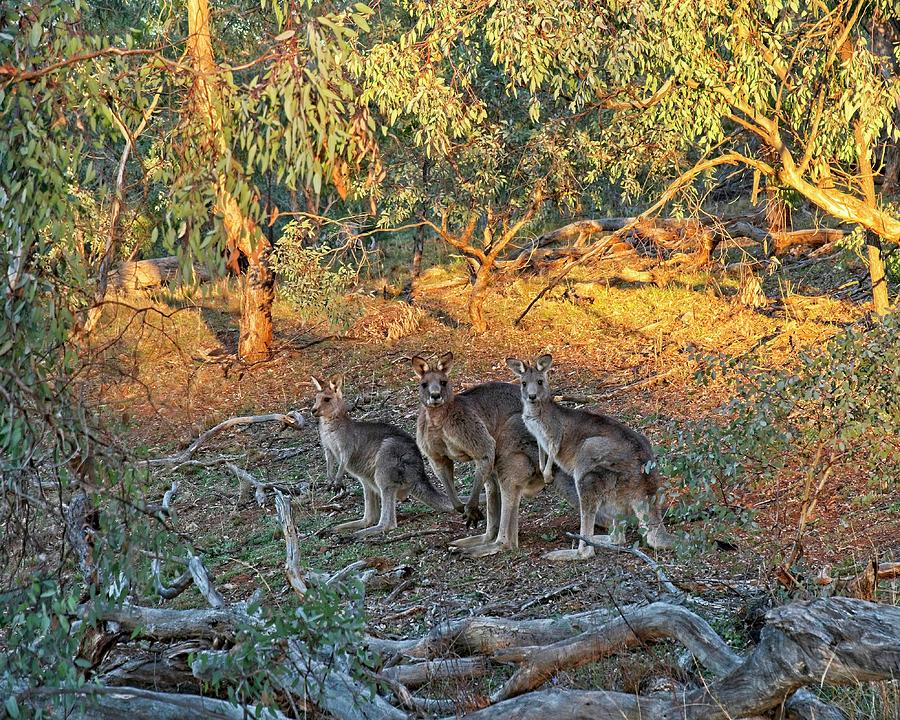 3 Kangaroos, Canberra, Austrlalia Photograph by Steven Ralser