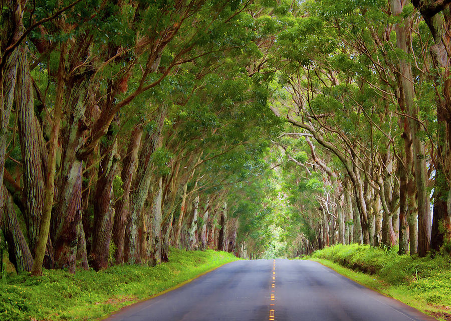 Kauai Tree Tunnel Photograph by Mark Chandler | Fine Art America