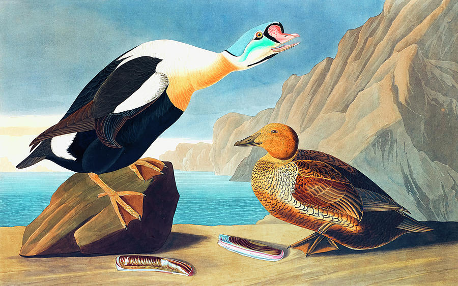 John James Audubon Drawing - King Duck by John James Audubon by Mango Art