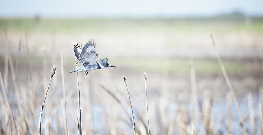 Kingfisher in Flight #3 Photograph by Fran Gallogly