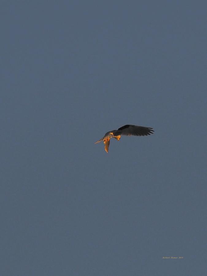 Kite Hovering #3 Photograph by Richard Thomas
