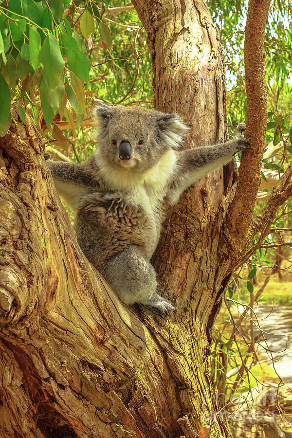 Koala Phillip Island #3 Photograph by Benny Marty