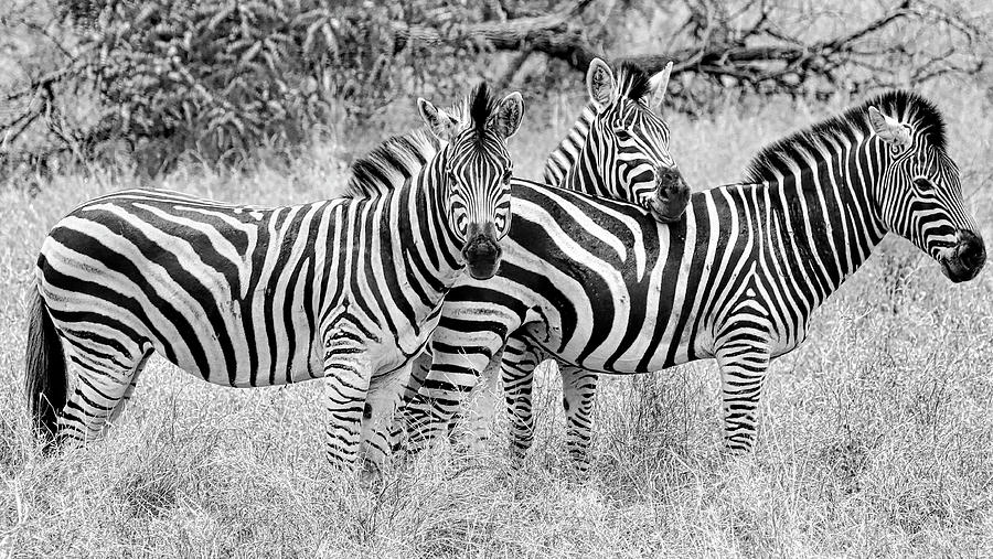 Kruger National Park South Africa #3 Photograph by Paul James Bannerman