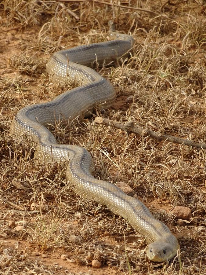 Ladder Snake Photograph by Alfred Fox