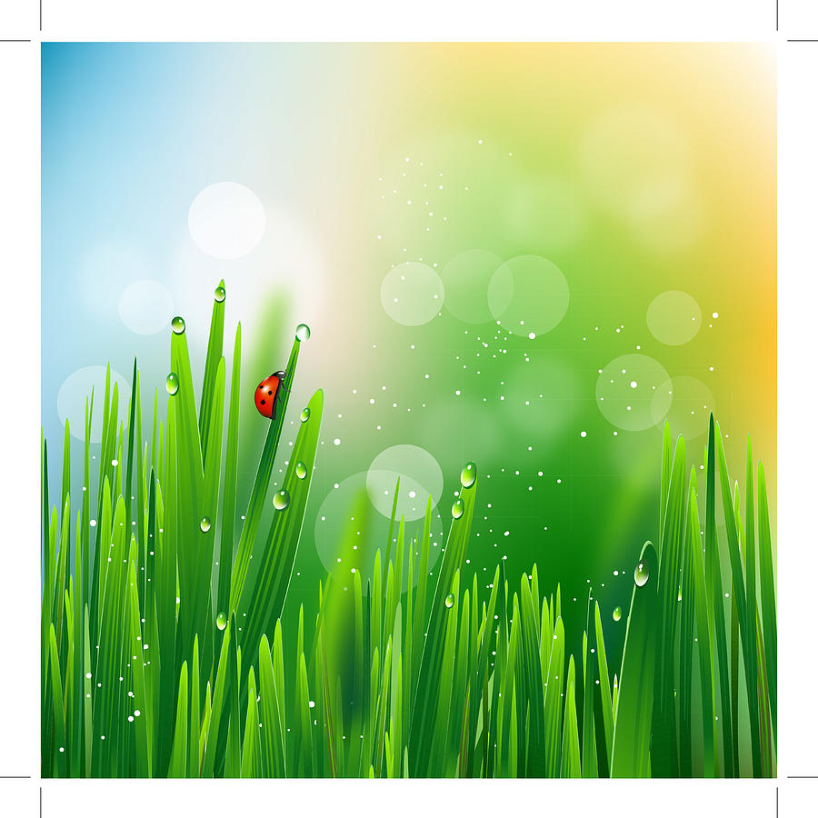 Ladybug on green grass #3 Drawing by Mirjanajovic
