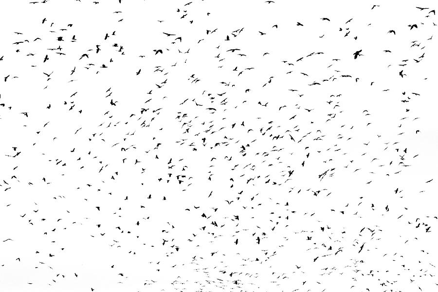 Large Flock Of Crows #3 Photograph by Mikhail Kokhanchikov