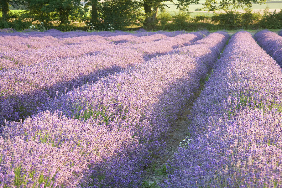 Lavender fields #3 Photograph by Ian Middleton