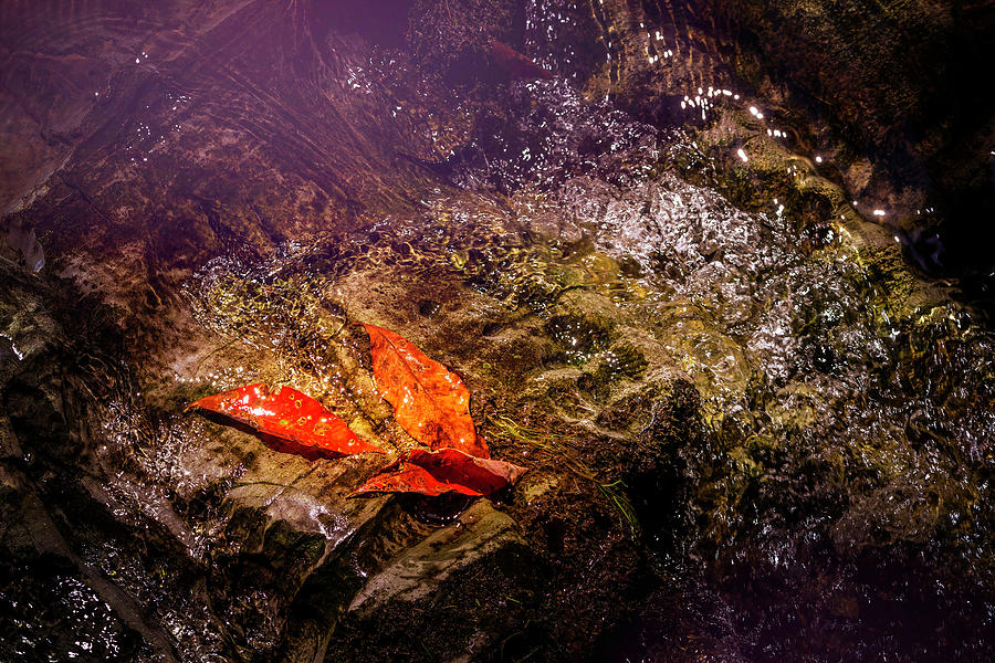 3 Leaves On A Wet Rock Photograph by Jim Love - Fine Art America