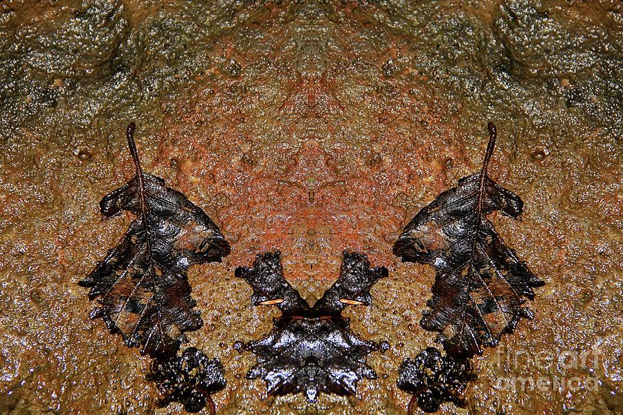 Abstract Photograph - Leaves by Roland Stanke Abstract Photograph - Leaves by Roland Stanke