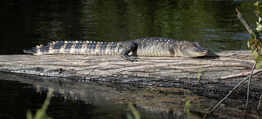 3 Legged Gator Photograph by Jeremy Helwig - Fine Art America