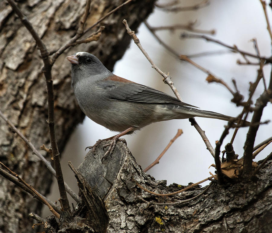 Leucistic dark eyed junco Photograph by Selena Ross